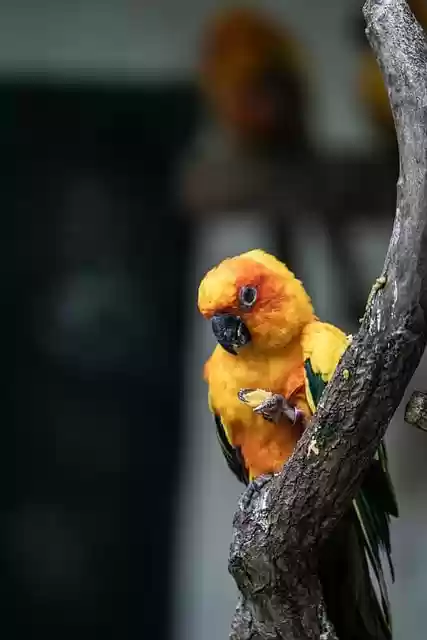 Free download animal natural blue throated parrot free picture to be edited with GIMP free online image editor