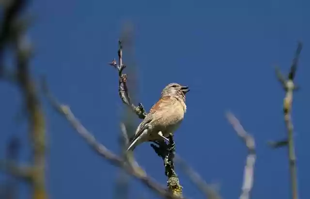 Free download animal nature bird singing free picture to be edited with GIMP free online image editor