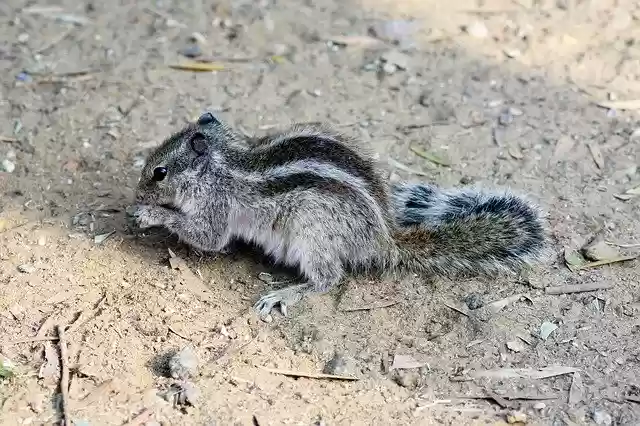 Free download Animal Nikon Squirrel -  free free photo or picture to be edited with GIMP online image editor