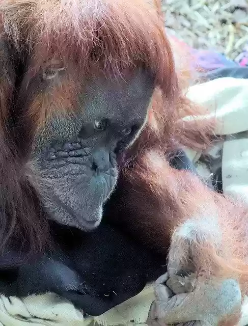 Descarga gratuita Animal Orangutan Zoo: foto o imagen gratuita para editar con el editor de imágenes en línea GIMP
