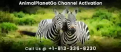 Free download Animal Planet Go Channel Activation free photo or picture to be edited with GIMP online image editor
