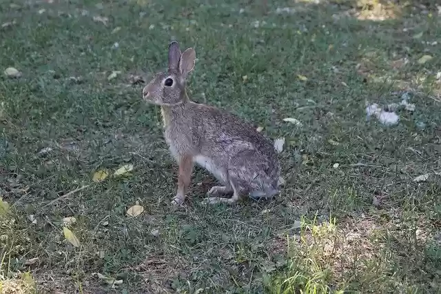 Free download Animal Rabbit Nature -  free photo or picture to be edited with GIMP online image editor