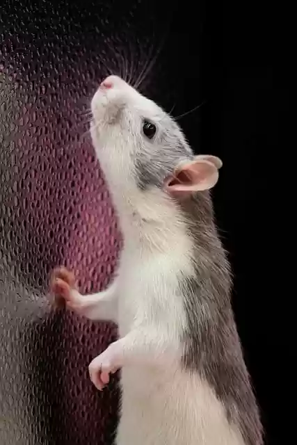 Free download animal rat pet mouse background free picture to be edited with GIMP free online image editor