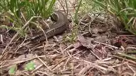 Free download Animal Reptile Lizard -  free photo or picture to be edited with GIMP online image editor