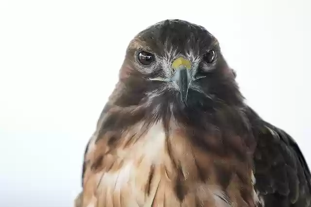 Free download Animals Birds Hawk free photo template to be edited with GIMP online image editor