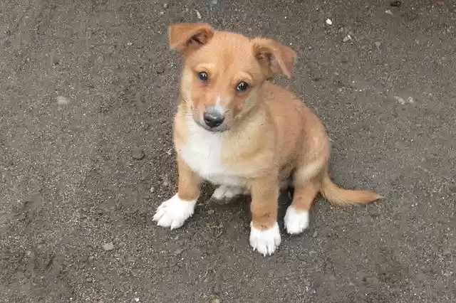 Free download Animals Dogs Dog -  free photo or picture to be edited with GIMP online image editor