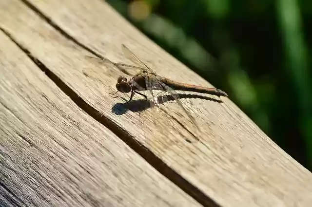 Free download Animals Dragonfly Insects -  free photo or picture to be edited with GIMP online image editor