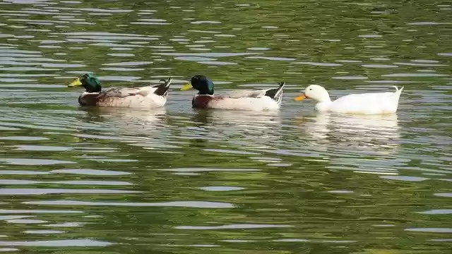 Free download Animals Ducks Swan -  free photo or picture to be edited with GIMP online image editor