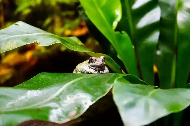 Free download Animals Frog Toad -  free photo or picture to be edited with GIMP online image editor