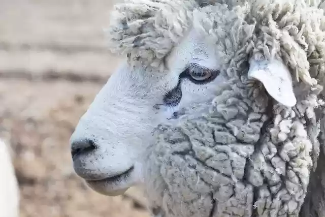 Free download animal sheep wool nature ranch free picture to be edited with GIMP free online image editor