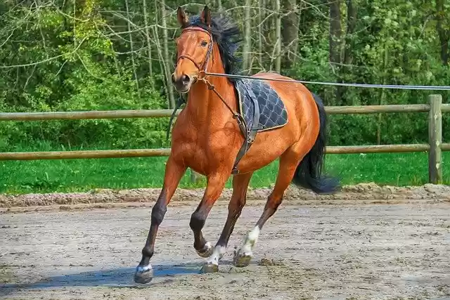 Free download animals horse race coaching free picture to be edited with GIMP free online image editor