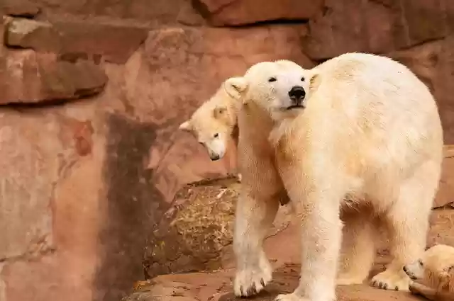 Free download animals ice bear mammal species free picture to be edited with GIMP free online image editor