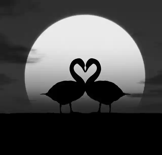 Free download Animal Silhouette Bird -  free free photo or picture to be edited with GIMP online image editor