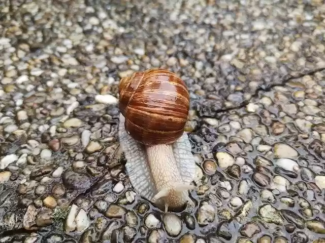 Free download Animal Snail Biology -  free photo or picture to be edited with GIMP online image editor