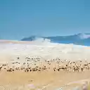 Animals on the steppe  screen for extension Chrome web store in OffiDocs Chromium