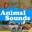 Animal Sounds  screen for extension Chrome web store in OffiDocs Chromium