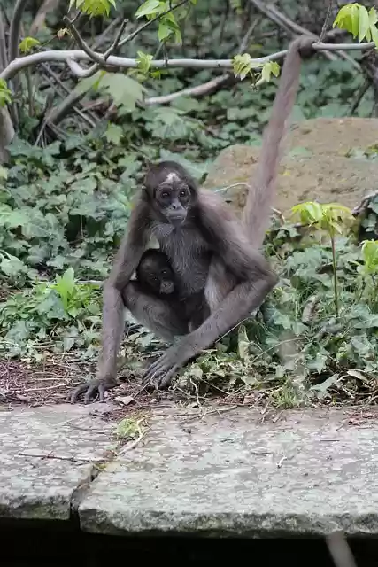 Free download animal spider monkey primate ape free picture to be edited with GIMP free online image editor