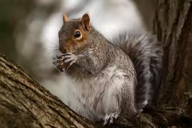 Free download animal squirrel rodent mammal tail free picture to be edited with GIMP free online image editor