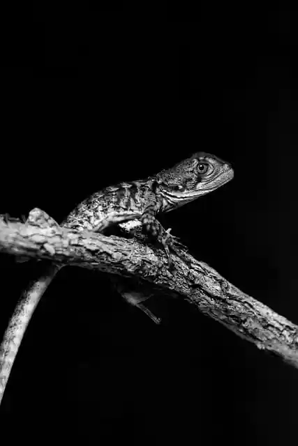Free download animals reptile lizard monochrome free picture to be edited with GIMP free online image editor