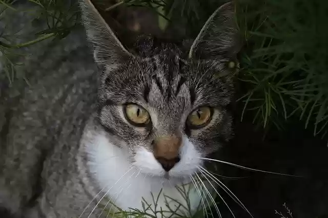 Free download Animals Wild Cat -  free photo or picture to be edited with GIMP online image editor