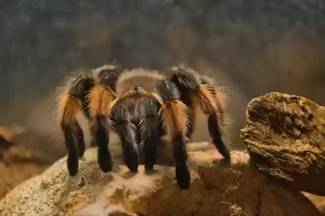 Free download Animal Tarantula Creepy -  free photo or picture to be edited with GIMP online image editor