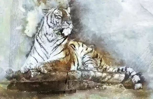 Free download Animal Tiger Predator Big -  free illustration to be edited with GIMP free online image editor