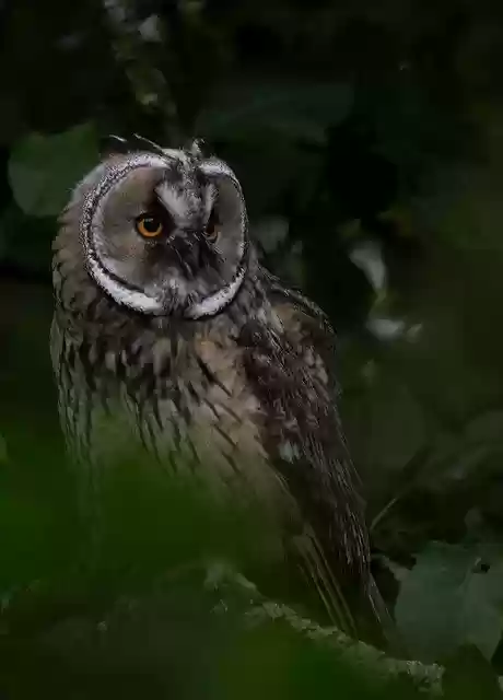 Free download Animal Vertebrate Bird -  free photo or picture to be edited with GIMP online image editor