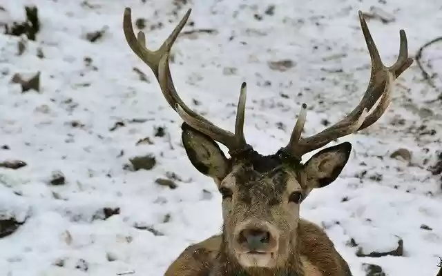 Free download Animal World Hirsch Antler free photo template to be edited with GIMP online image editor
