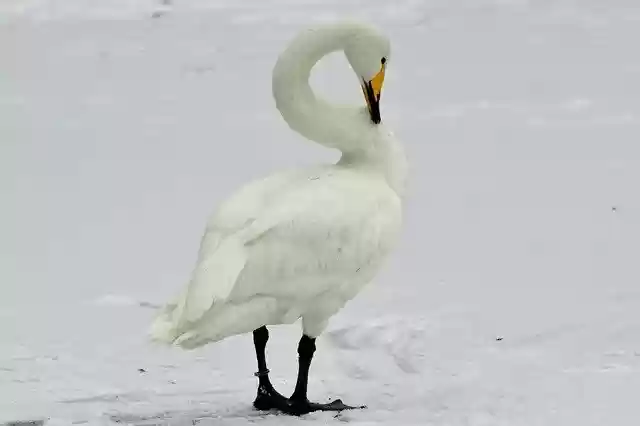Gratis download Animal World Whooper Swan Water gratis fotosjabloon om te bewerken met GIMP online afbeeldingseditor
