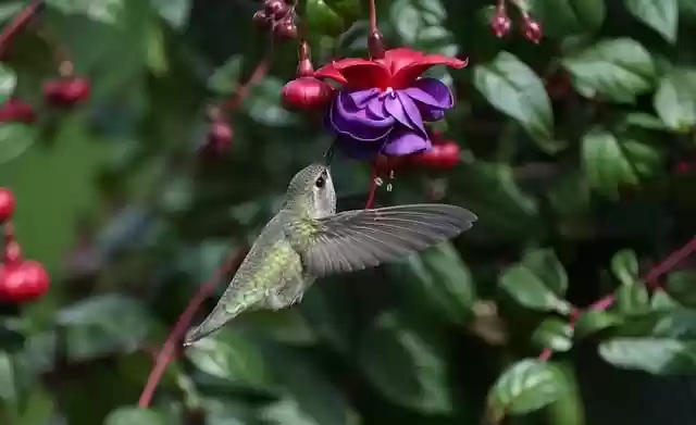 Free download anna hummingbird flowers nature free picture to be edited with GIMP free online image editor