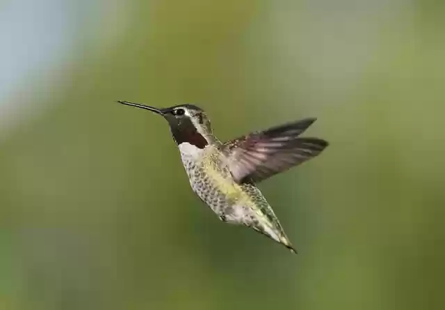 Free download anna hummingbird nature bird free picture to be edited with GIMP free online image editor