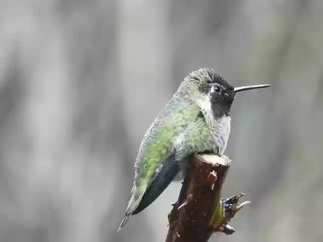 Free download Anna Hummingbird Wa State Bird -  free photo or picture to be edited with GIMP online image editor