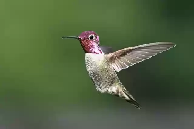 Free download annas hummingbird hummingbird bird free picture to be edited with GIMP free online image editor