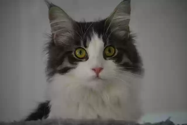 Kostenloses Bild von Anneli Cat Maine Coon Kitten herunterladen, das mit dem kostenlosen Online-Bildeditor GIMP bearbeitet werden kann
