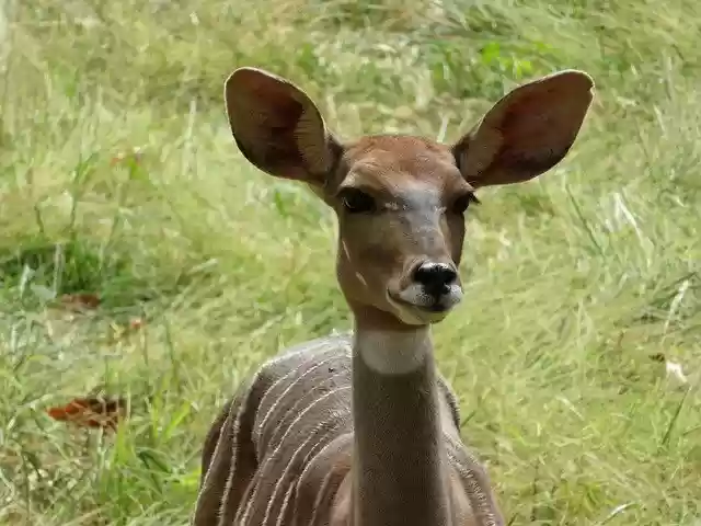 Free download Antelope Animals Africa -  free photo or picture to be edited with GIMP online image editor