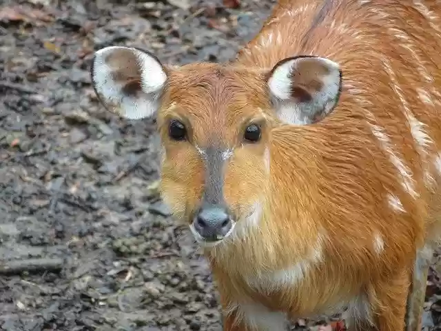 Free download Antelope Deer Safari -  free free photo or picture to be edited with GIMP online image editor
