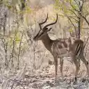 Antelope in the deep forest  screen for extension Chrome web store in OffiDocs Chromium