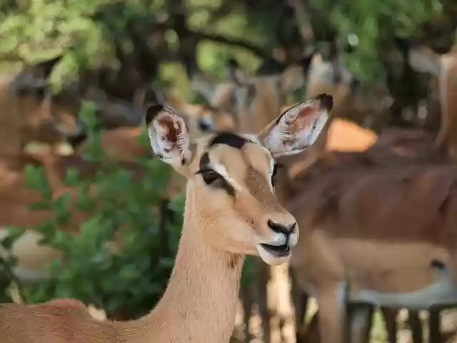 Free download Antelope Safari -  free photo or picture to be edited with GIMP online image editor