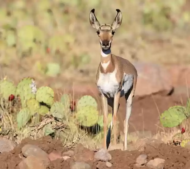 Download gratuito Antelope Wildlife Habitat - foto o immagine gratuita gratuita da modificare con l'editor di immagini online di GIMP