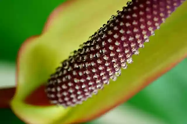 Free download anthurium flower flora close up free picture to be edited with GIMP free online image editor