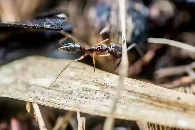 Free download Ant Nature -  free photo or picture to be edited with GIMP online image editor