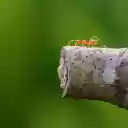 Ants and Trees  screen for extension Chrome web store in OffiDocs Chromium