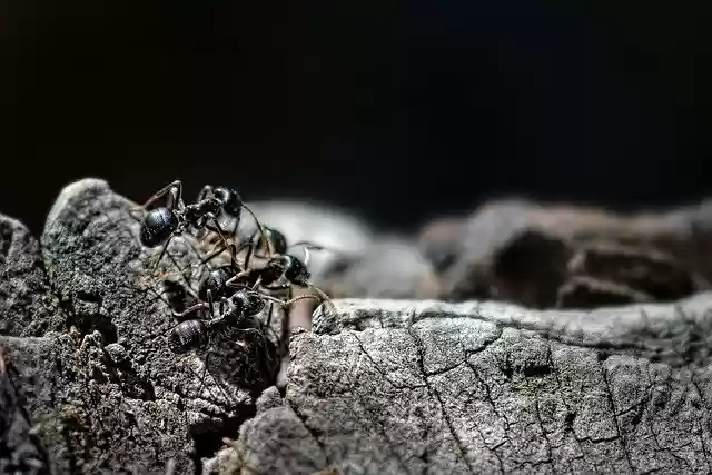 免费下载蚂蚁黑蚂蚁昆虫群免费图片以使用 GIMP 免费在线图像编辑器进行编辑