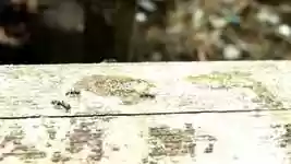 Free download Ants Collection -  free video to be edited with OpenShot online video editor