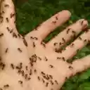 Ants crawling on hand  screen for extension Chrome web store in OffiDocs Chromium