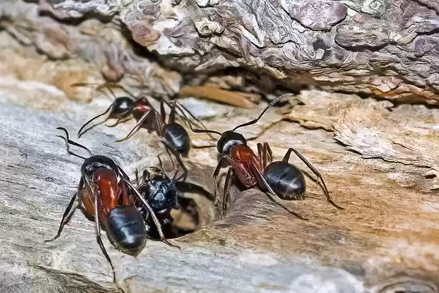 Free download ants insects camponotus ligniperda free picture to be edited with GIMP free online image editor