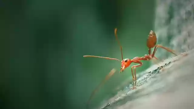 Free download Ants Insects Macro -  free photo or picture to be edited with GIMP online image editor