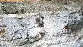 Free download Ants Insects Work free video to be edited with OpenShot online video editor