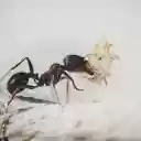 Ants secrete saliva  screen for extension Chrome web store in OffiDocs Chromium