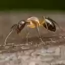 ant wallpaper  screen for extension Chrome web store in OffiDocs Chromium